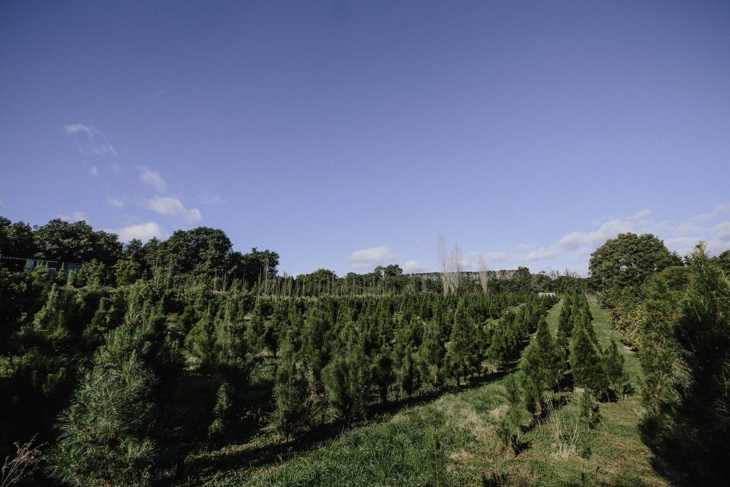 Home — Tauranga Christmas Tree Farm